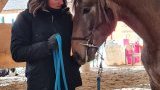 Vente chevaux