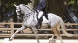 Vente chevaux