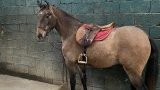Vente chevaux