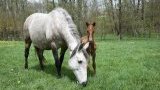 Vente chevaux